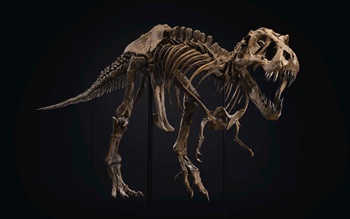 How to collect dinosaurs (or j auction at Christies